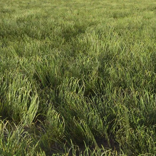 Grass Generic Small
