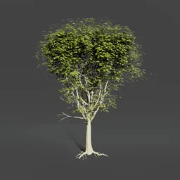 Oak tree animated