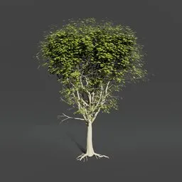 Oak tree animated
