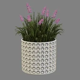 Lavender Flowers