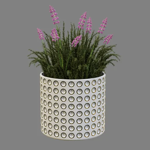 Lavender Flowers