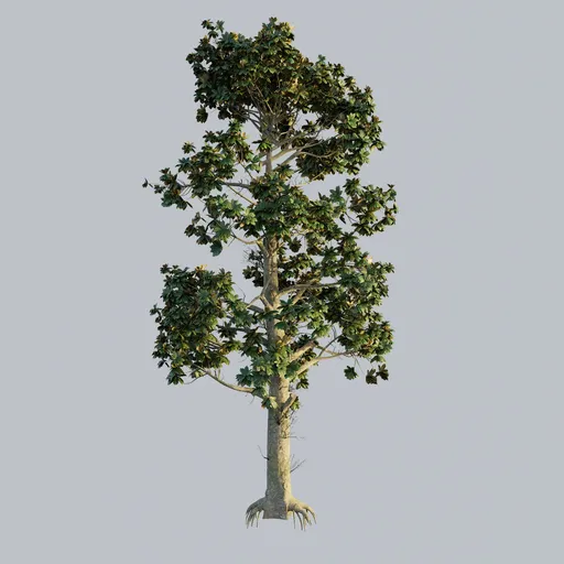 Southern Magnolia