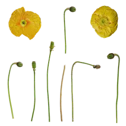 Papaver rhoeas flower