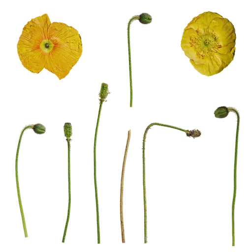 Papaver rhoeas flower