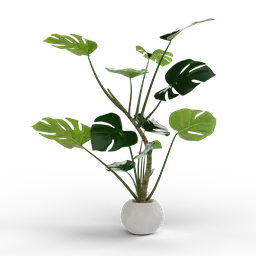 "Large monstera 3D model created in Blender 3D, featuring overgrown foliage and a vase with a black background. Made using vertex group techniques for more detailed and realistic textures. Ideal for nature-inspired indoor game assets and artists looking for high-quality renders."