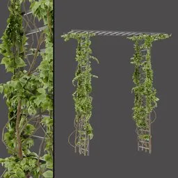 Climbing Ivy Arch