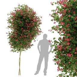 Ivy Flower - Chinese trumpet vine