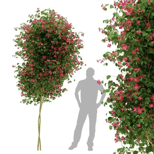 Tree Ivy Flower Plant