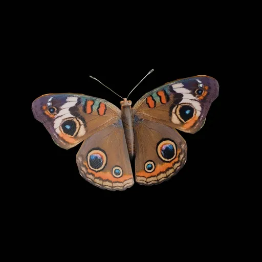 Real Butterfly