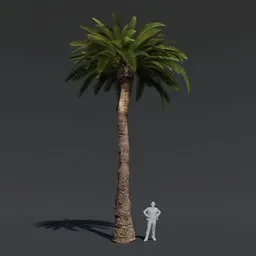Tree Date Palm d1