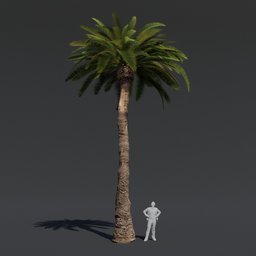 "High-quality Tree Date Palm 3D model for Blender 3D with PBR textures and materials. Perfect for video game assets, scenario creation, and three-dimensional rendering. Taller than a person and with a height of 178, it's a cinematic-ready asset for your projects."