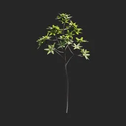 Mangrove Plant + Geometry Nodes + Animation
