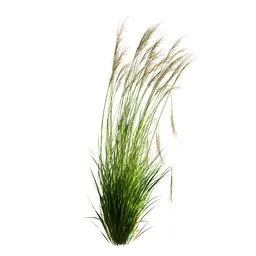 Grass Molinia Caerulea Heidebraut