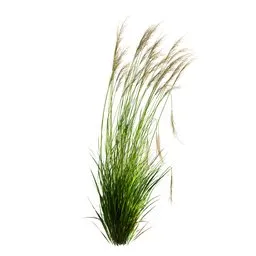 Grass Molinia Caerulea Heidebraut