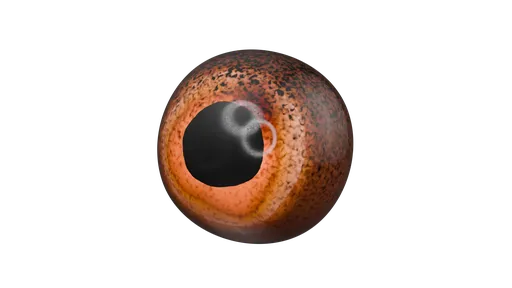 Procedural Fish Eye