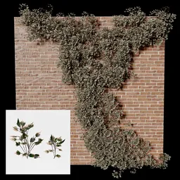 "Algerian Ivy 3D model for Blender 3D - two detailed twigs ideal for particle systems or as separate objects. Render as a collection and adjust settings to achieve optimal results. Control density and distribution with Weight Paint. Inspired by artists André Charles Biéler and Benito Quinquela Martín."