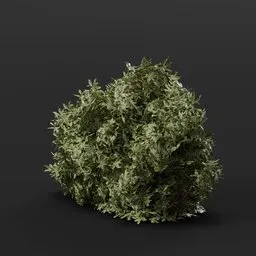 High-quality 3D model of a lush, green Button Bush for Blender, ideal for adding realism to digital landscapes.