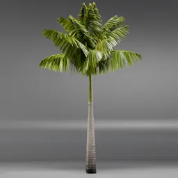 Imperial PalmTree