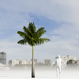 Imperial PalmTree
