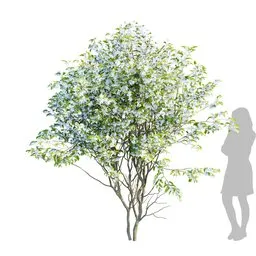 High-resolution 3m tall Amelanchier 3D model with 4K textures, clean quad topology, ready for Blender Asset Browser.