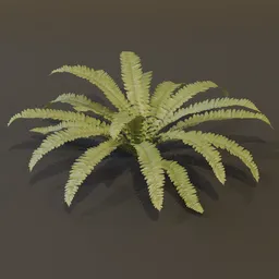 Hart Tongue Fern Large