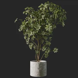 Schefflera Plant