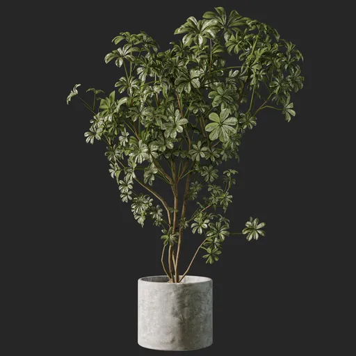 Schefflera Plant