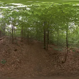 Spring Forest HDRI in the Netherlands