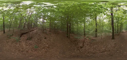 Spring Forest HDRI in the Netherlands