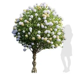 High-resolution 3D model of a Viburnum bush with 4K textures, clean quad mesh topology, suitable for Blender rendering.