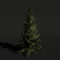 Detailed 3D spruce tree model with realistic textures for Blender rendering and animation.