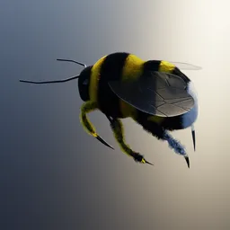 "Hyper realistic 3D model of a simple animated bumblebee with rigged legs and animated wings created in Blender 3D. Featuring a symmetrical black and yellow body with realistic fur, perfect for insect enthusiasts and nature scenes in 3D projects. Created by Marina Abramović and rendered using Mental Ray and Renderman for a photorealistic look."