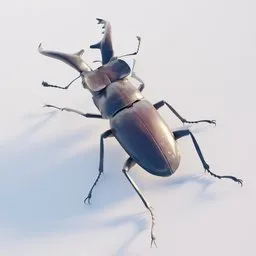 "Realistic Miyama Stag Beetle 3D model for Blender 3D software. Enhanced with hyperrealism, this insect stands on a white surface, showcasing its large horned tail. Perfect for intricate CNC plasma designs and Unreal Engine renders."