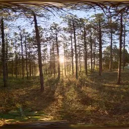 Forest Sunset
