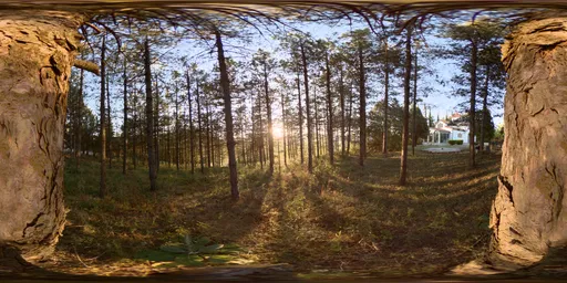 Forest Sunset