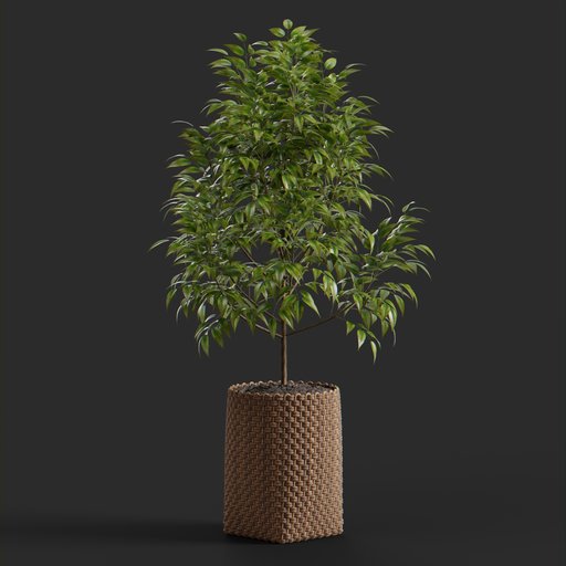 Thumbnail: Gloriya tree