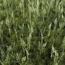 Grass Generic Large Moore