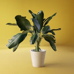 Sterilitzia Bird of Paradise