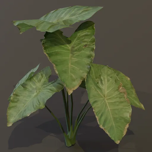 Elephant Ear Taro Plant Med Var