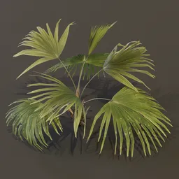 Chinese Palm Small