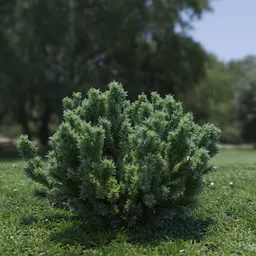 Plant Catherine Elizabeth