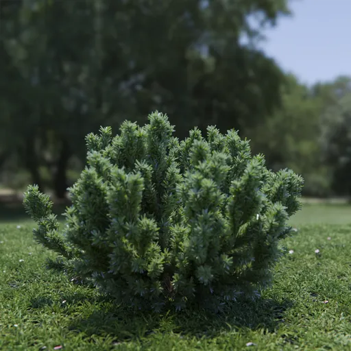 Plant Catherine Elizabeth