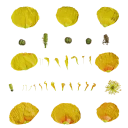 Papaver rhoeas Flower