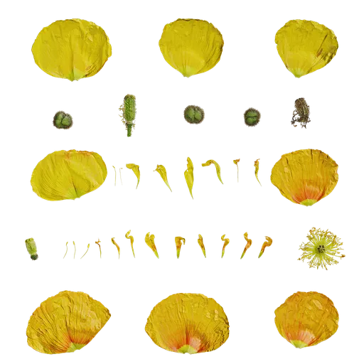 Papaver rhoeas Flower