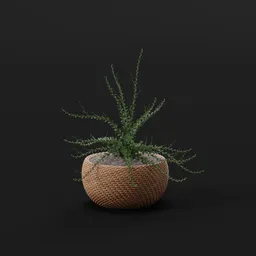 Woven Basket Green Plant