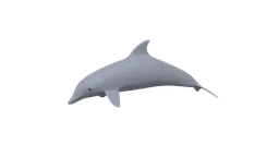 High-quality cartoon-style dolphin 3D model, optimized for Blender, showcasing all-quads mesh ideal for CG projects.