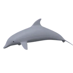 Cartoon Dolphin