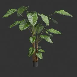 Tropic plant