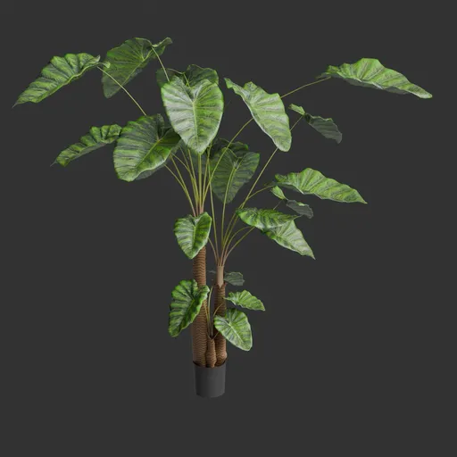 Tropic plant