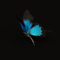 Cobalt blue buterfly